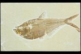 Bargain, Diplomystus Fossil Fish - Wyoming #126003-1